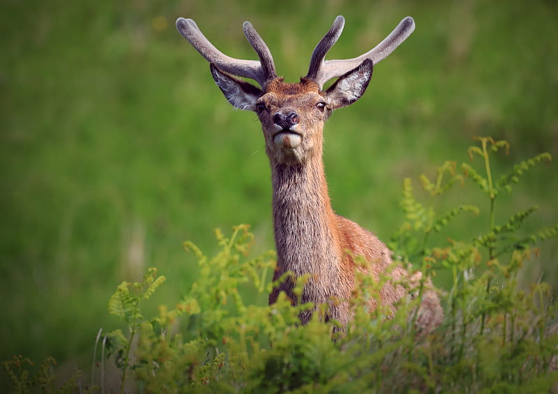 deer, antlers, glance, animal, wildlife, HD wallpaper