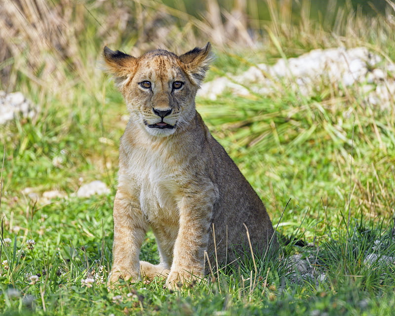 lion cub, cub, glance, grass, predator, HD wallpaper