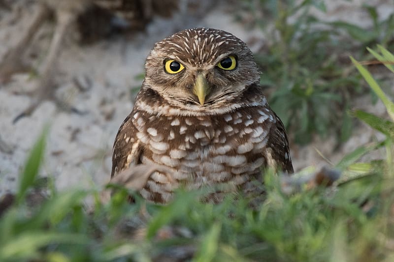 burrowing ow, owl, bird, wildlife, HD wallpaper