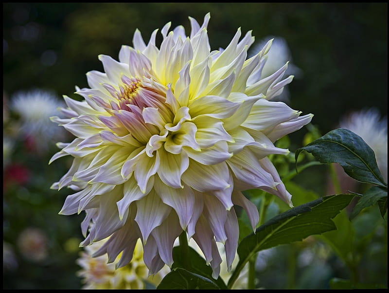 *** Incredibly beautiful dahlia ***, piekna, dalia, kwiaty, nature, HD wallpaper