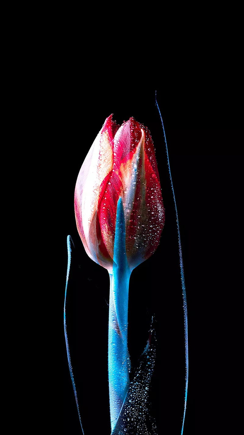 Rose in the dark BG, aquarium, bonito, colors, flower, , red rose, roses, HD phone wallpaper