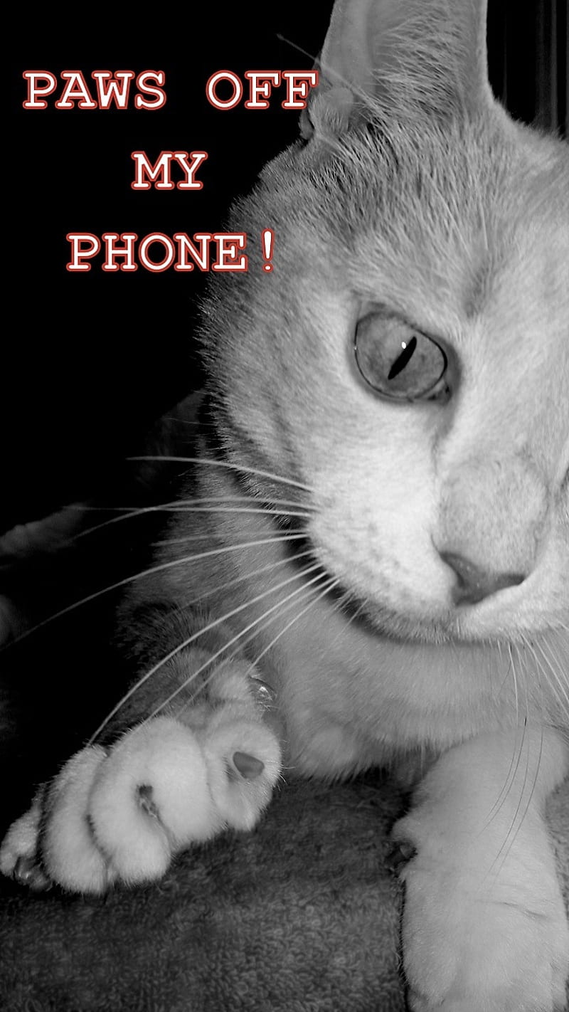 Paws Off Cat, back off, cool, do not touch, face, feline, funny, go away, kitty, lock screen, locked, look, mine, my phone, no trespassing, password protected, paw, sayings, stay away, tabby, threat, warning, words, HD phone wallpaper