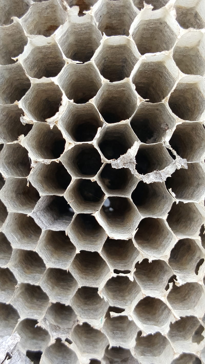 Wasp nest, comb, honey comb, nature, bees, HD phone wallpaper