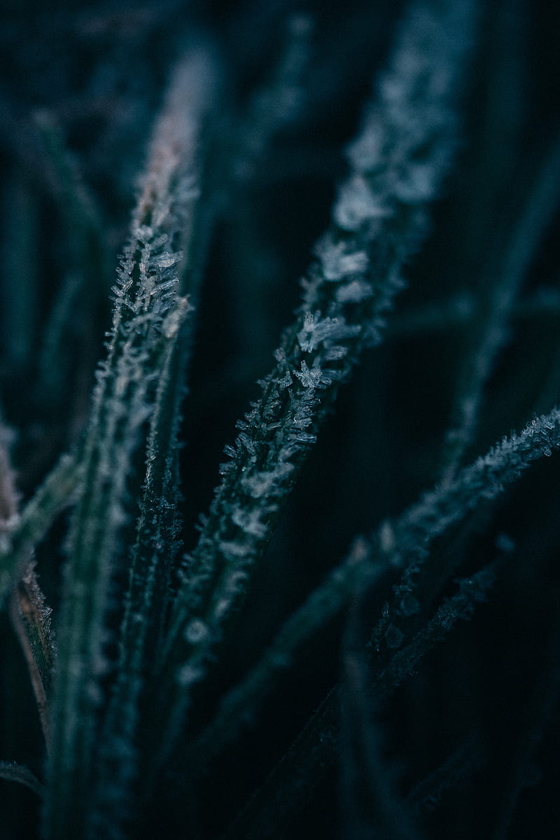grass, ice, macro, frost, HD phone wallpaper