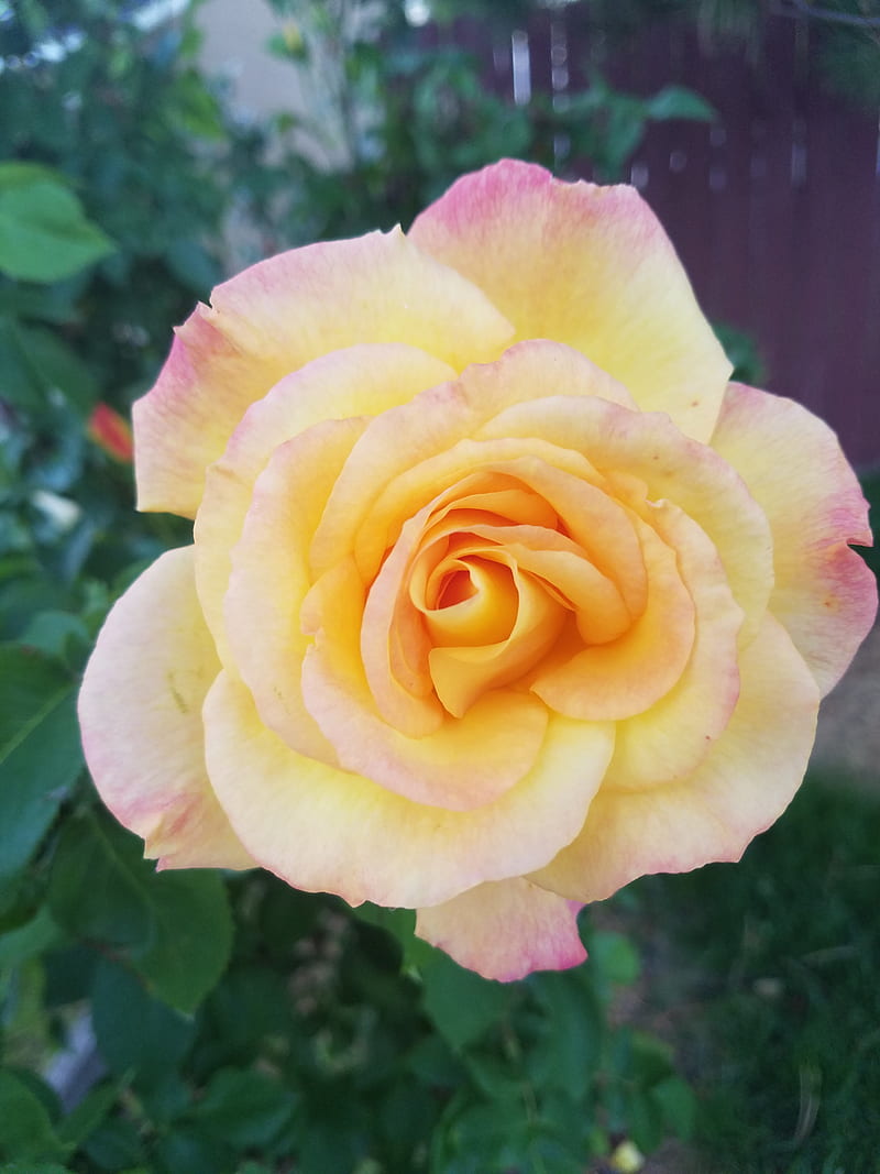 Full bloom rose, flower, full bloom, nature, rose, yellow, HD phone wallpaper