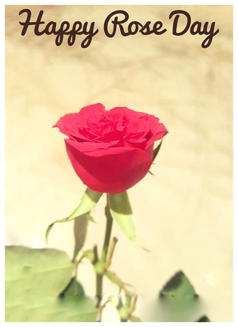 Happy Rose Day, rose, love, HD phone wallpaper | Peakpx
