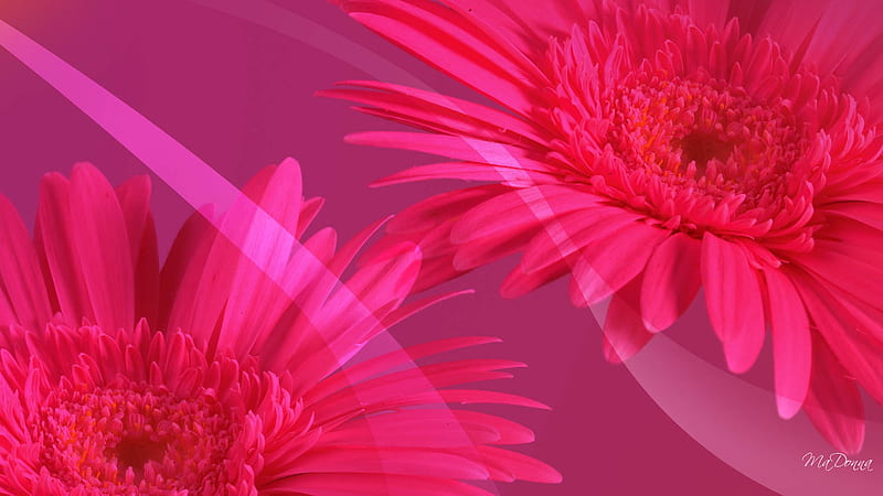 Living Flower, red, streaks, flower, gerbera, abstract, pink, daisy, swoosh, HD wallpaper