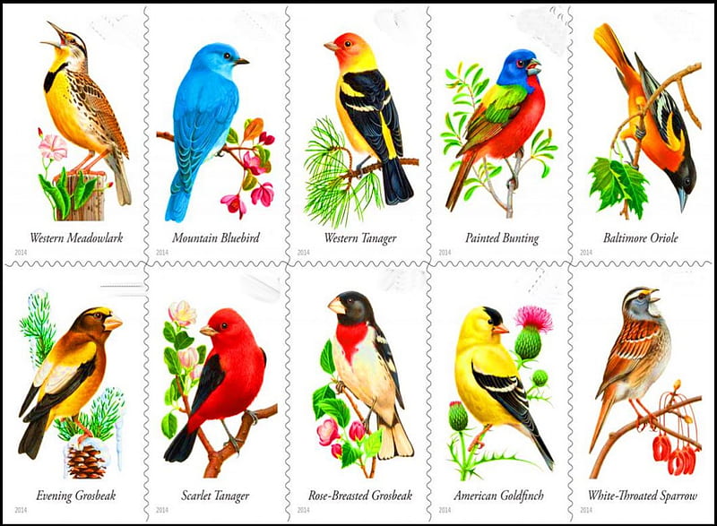 Song birds, colors, birds, wings, HD wallpaper