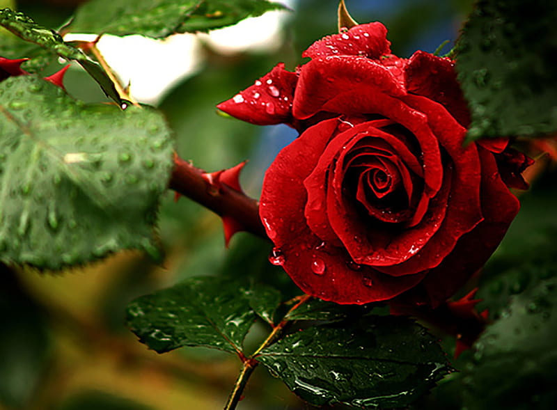 Scarlet Rose, rose, green, drop, scarlet, garden, flower, thorn, red, bonito, graphy, HD wallpaper
