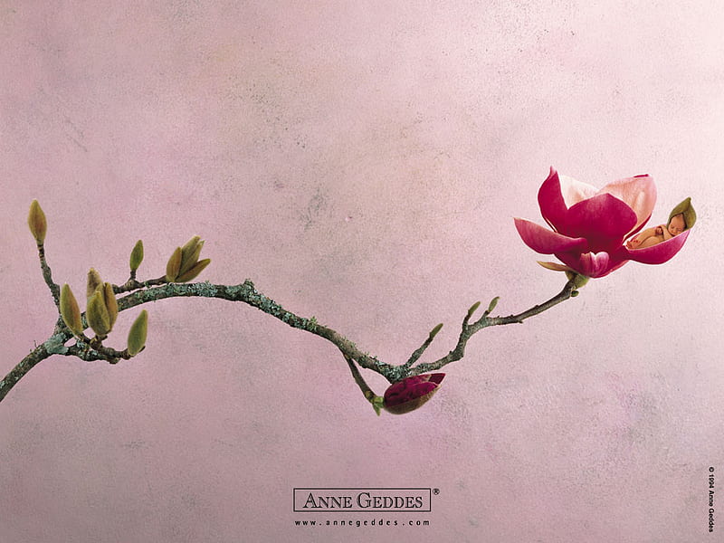 Anne Geddes flowers baby, marzipan baby, bonito, sleeping, magnolia flower, HD wallpaper