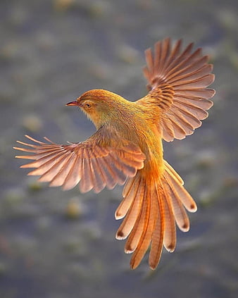 neelkanth | Bird wallpaper, Pretty birds, Indian roller