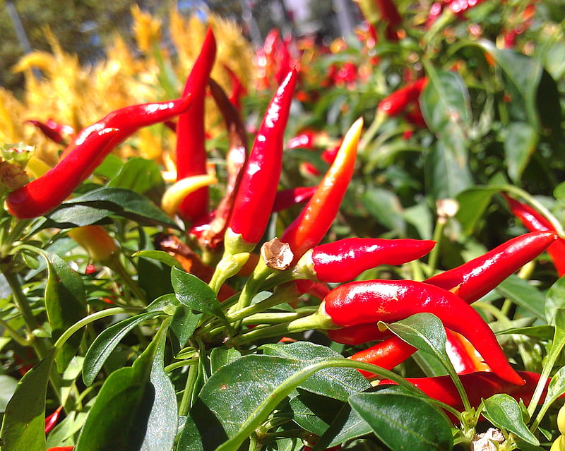 Red Chillies , flowers, nature, HD wallpaper