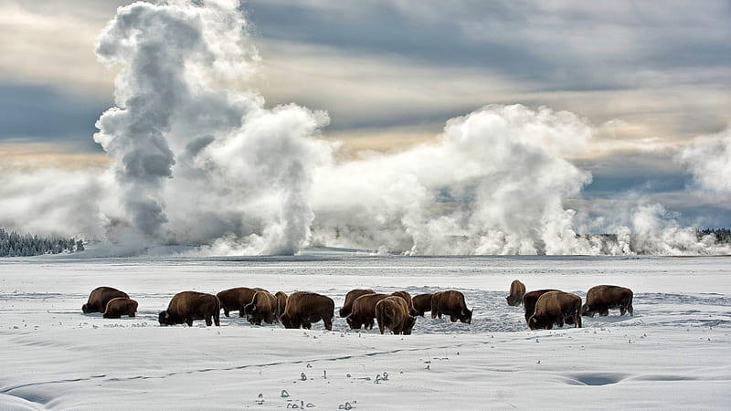 buffalo in yellowstone in winter, buffalo, plains, guyser, winter, HD wallpaper