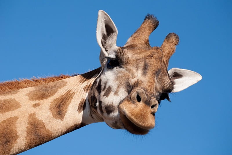 Hello :), cute, Giraffe, head, macro, animal, HD wallpaper
