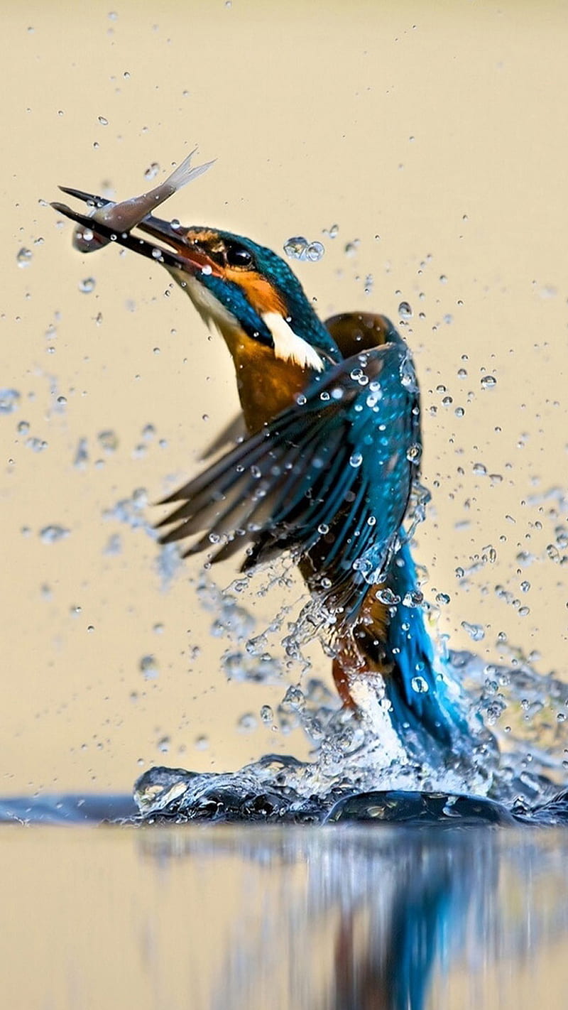 Kingfisher Catching, fish, HD phone wallpaper