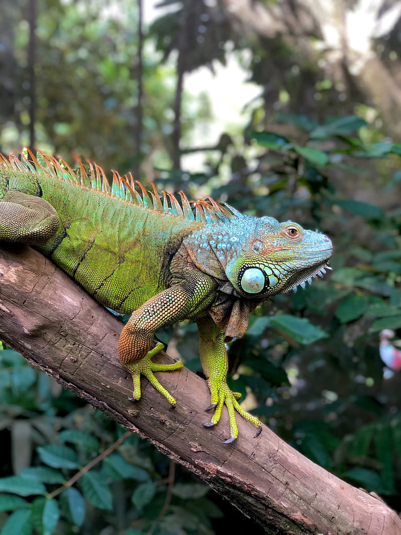 iguana, reptile, scales, tree, HD phone wallpaper