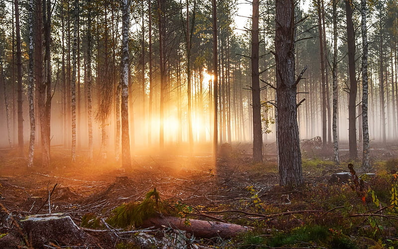 Forest in Smaland, Sweden, sunbeams, forest, trees, mist, Sweden, HD wallpaper