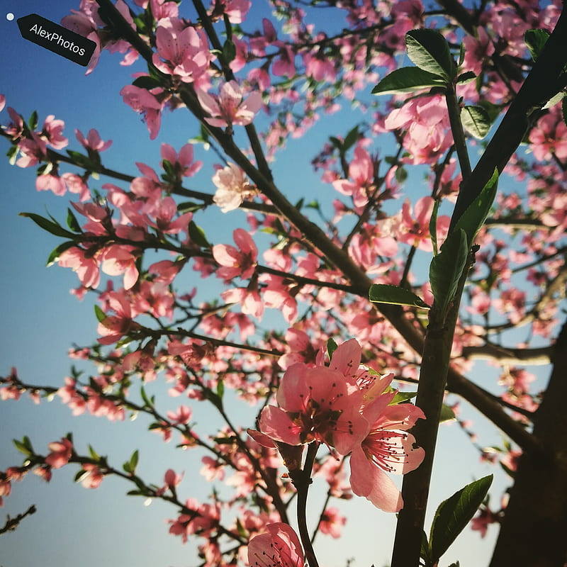 pink flowers, nature, flowers, plants, HD phone wallpaper