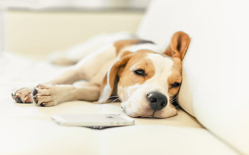 Beagle sleeping dog, pets, dogs, puppy, cute animals, Beagle Dog, HD wallpaper