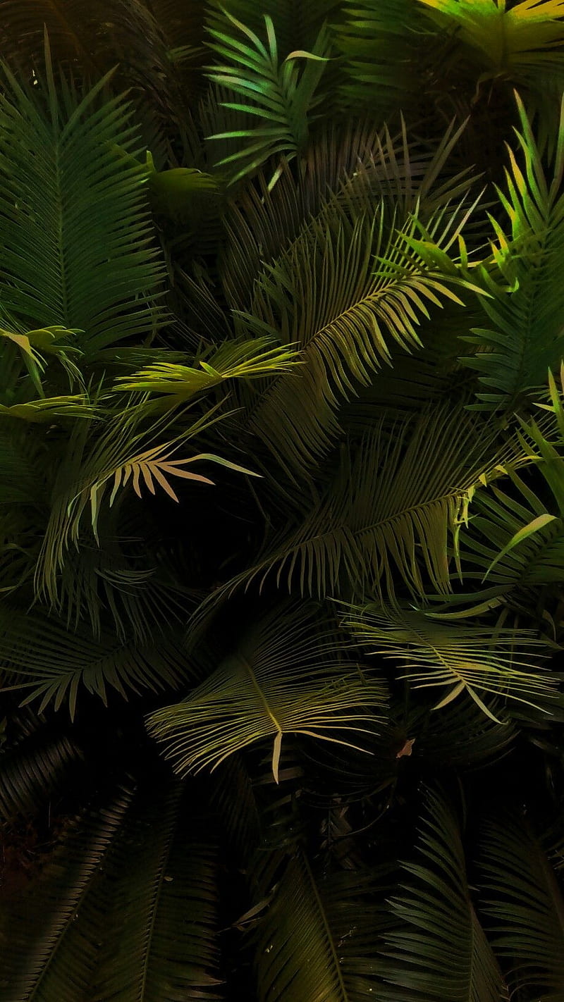 Amoled, green, nature, HD phone wallpaper | Peakpx