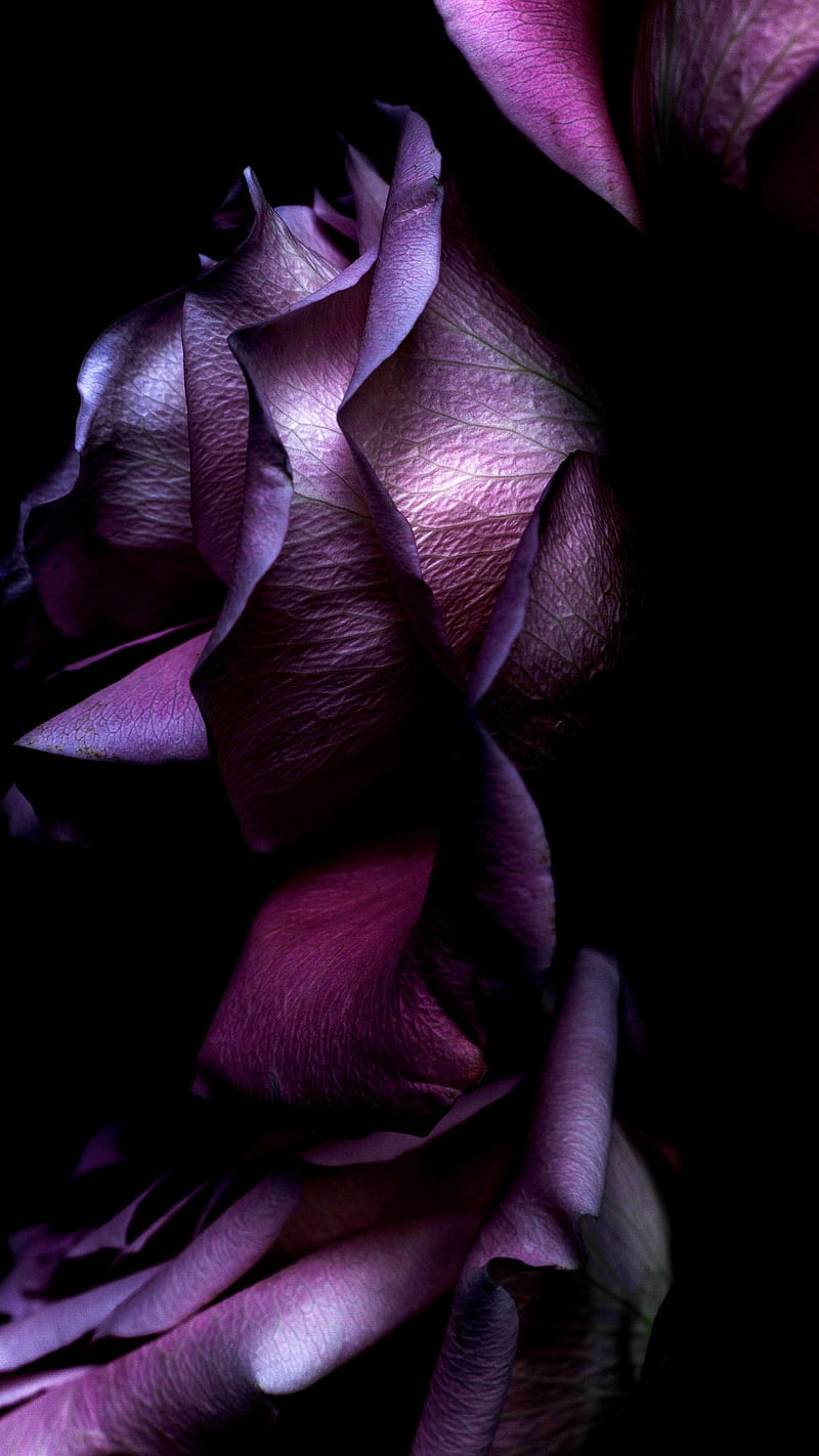 Purple rose, flower, dark, background, HD phone wallpaper | Peakpx