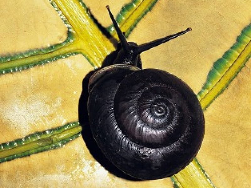 Black Snail, black, snail, large leaf, HD wallpaper
