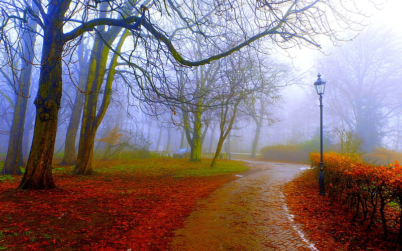 FOGGY PARK, autumn, path, park, lamp post, trees, fog, mist, HD wallpaper