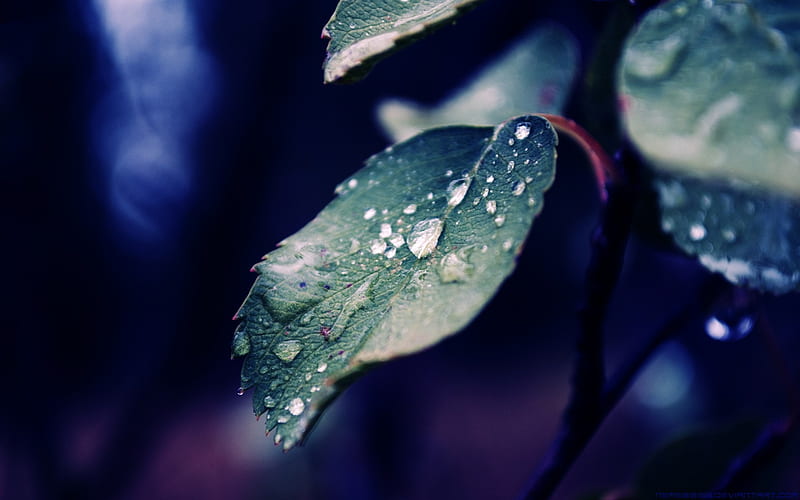 Spring rain over the leaves-Plant, HD wallpaper