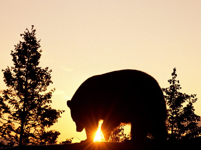 Big bear at sunrise, tree, bear, nature, sunrise, animal, HD wallpaper