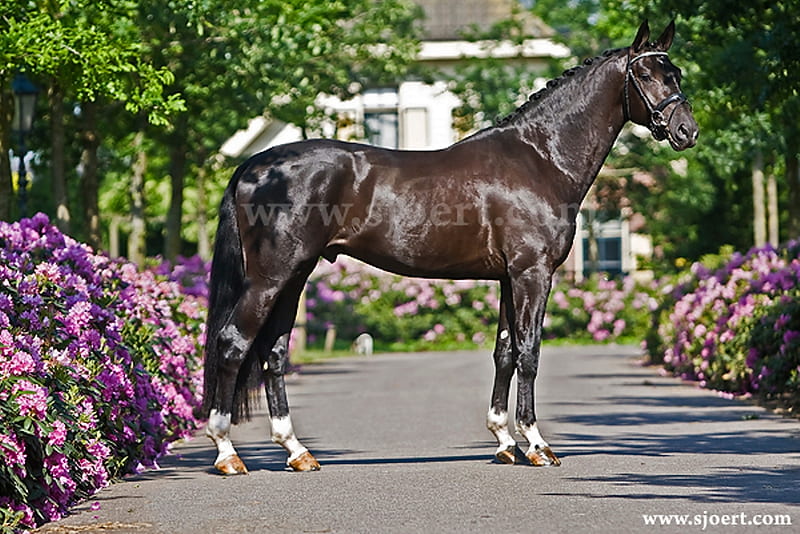 Dutch Approved Stallion Bodyguard, stallion, beayty, approved, pony, nature, bodyguard, animals, horses, HD wallpaper