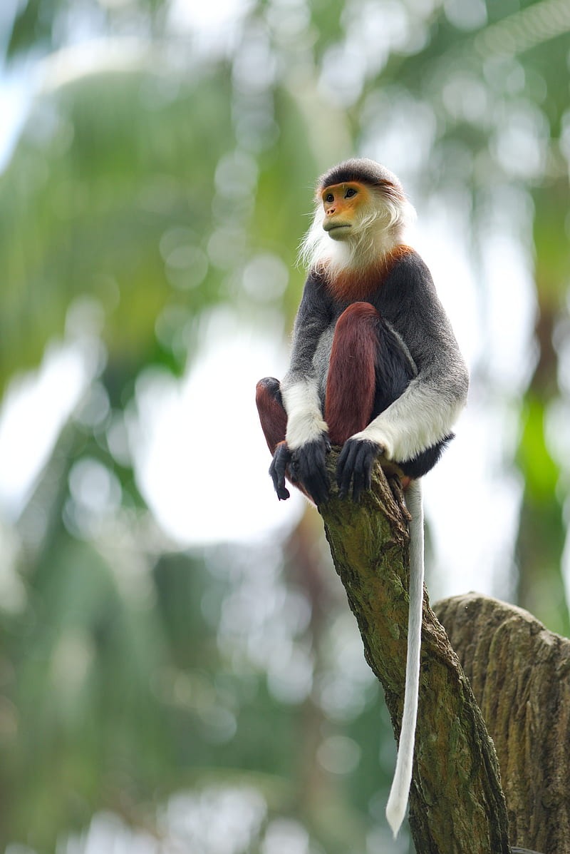 macaque, monkey, animal, tree, tail, HD phone wallpaper