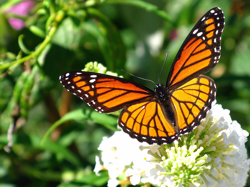 Marvelous Monarch, butterfly, grass, orange, white flower, flowers, black, white, monarch, HD wallpaper