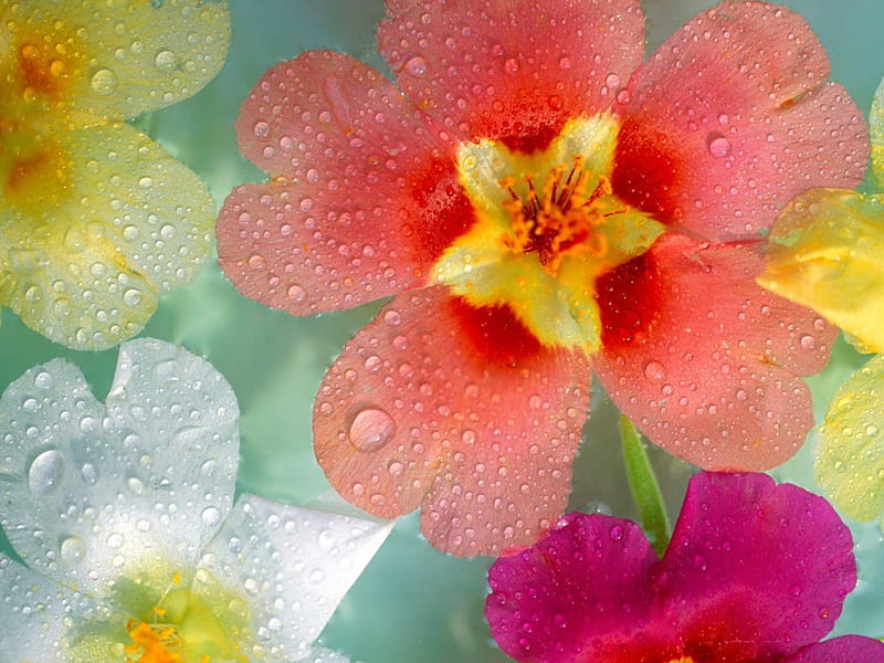 Radiant Primroses, primrose flowers, dew drops, raindrops, HD wallpaper