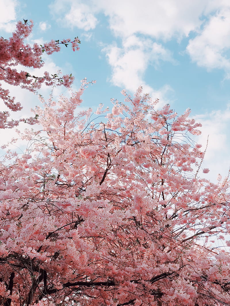 cherry, bloom, spring, flowers, branches, sky, HD phone wallpaper