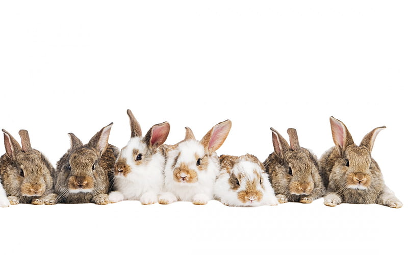 rabbits, family, cute animals, bunny on a white background, Easter, HD wallpaper