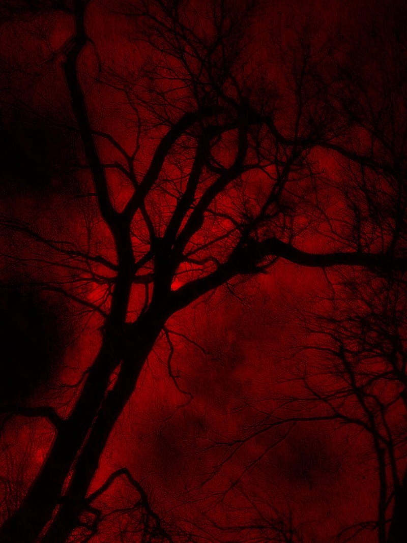 Red, crimson, nature, night, sunset, trees, HD phone wallpaper