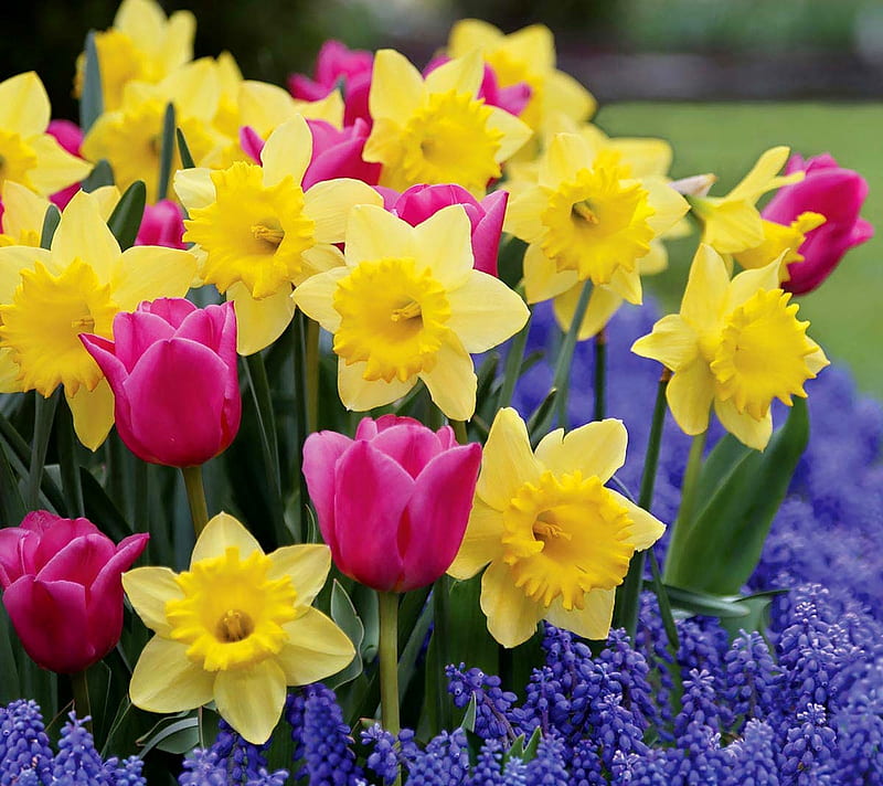 Flowers In Spring, Tulips, Hyacinths, Daffodils, graphy, Flowers, Spring, Nature, HD wallpaper