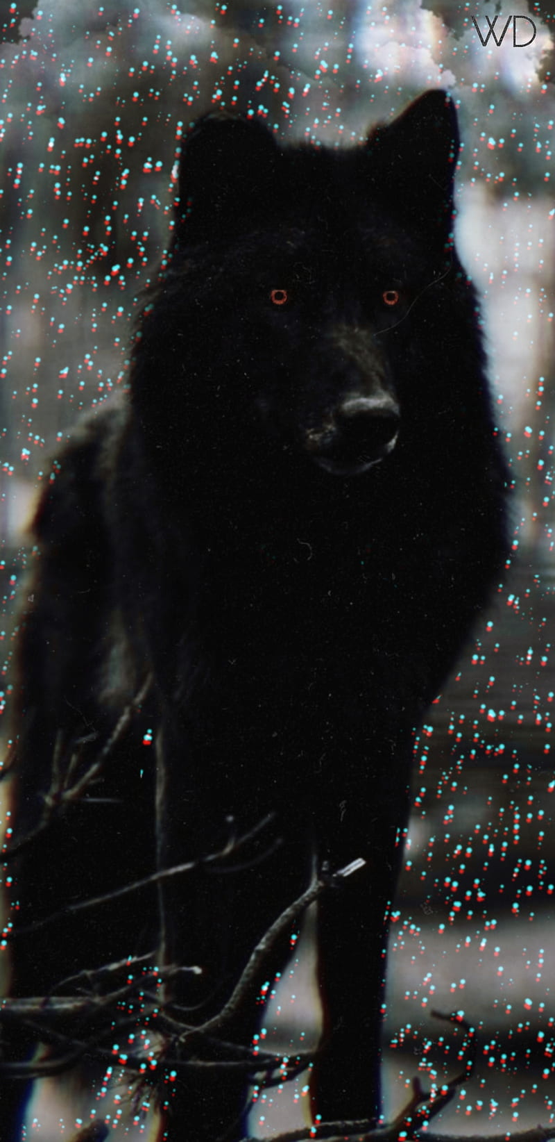Wolf Dark Background 4K Wallpaper iPhone HD Phone #4930f
