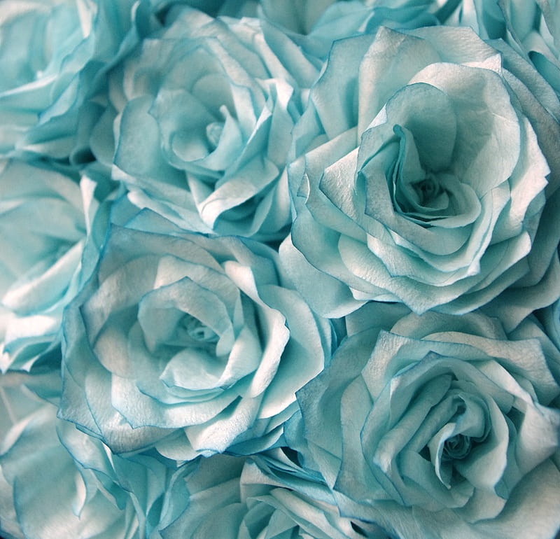 Beautiful light blue colored roses.., balance, peace, stability, calm, HD wallpaper