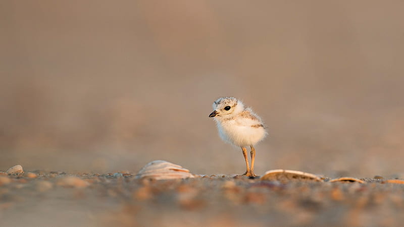 Small Bird Is Standing On Stone Ground Birds, HD wallpaper