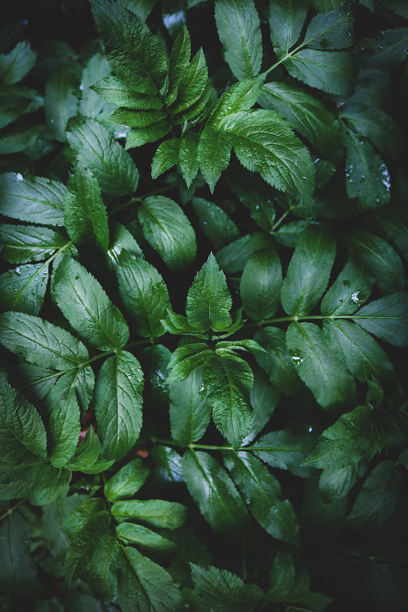 Green leafed plant, HD mobile wallpaper | Peakpx