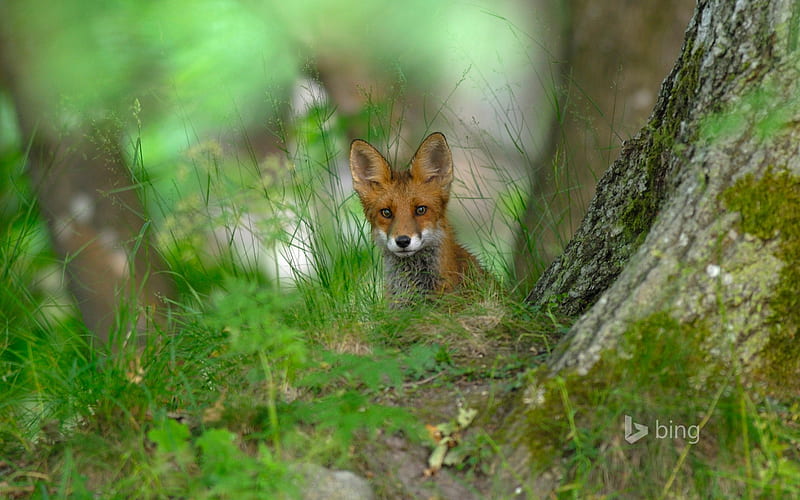 red fox forest Sweden-October 2015 Bing, HD wallpaper