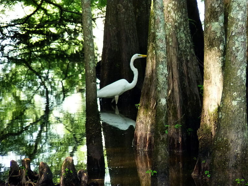 Egret in cypress swamp, white crane, egret, bird, cypress, swamp, lake, HD wallpaper