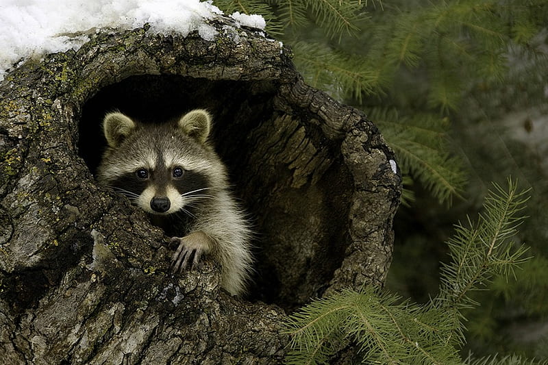 Racoon, cute, forest, tree, nature, HD wallpaper