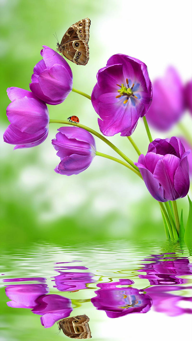 purple tulips, butterfly, flower, green, nature, reflection, tulip, water, HD phone wallpaper
