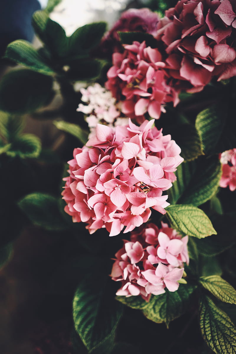 pink hydrangea, leaves, bloom, Flowers, HD phone wallpaper