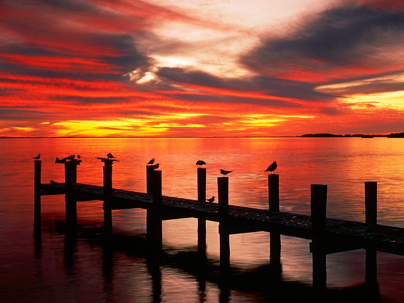 Seagulls at Sunset Florida-Beautiful natural scenery, HD wallpaper