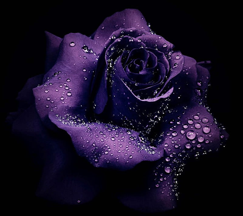 Purple rose, HD wallpaper | Peakpx