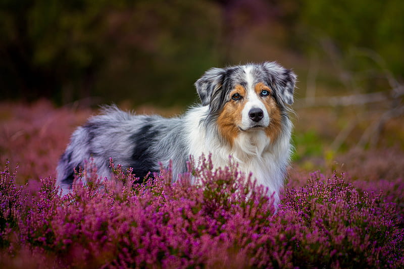 Dogs, Australian Shepherd, Dog, Flower, Heather, Pet, HD wallpaper