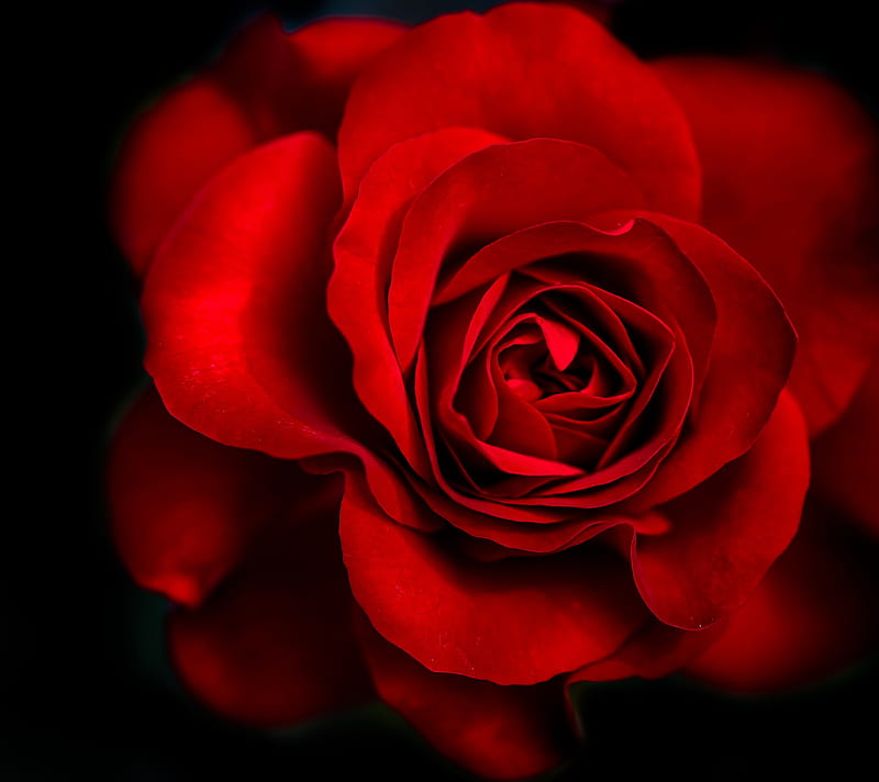 red rose, love, HD wallpaper